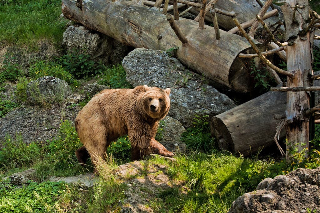 Ausflugsziele Salzburger Land Zoo Salzburg 22
